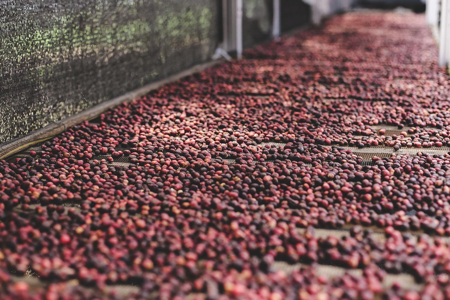 Coffee cherries drying after harvest