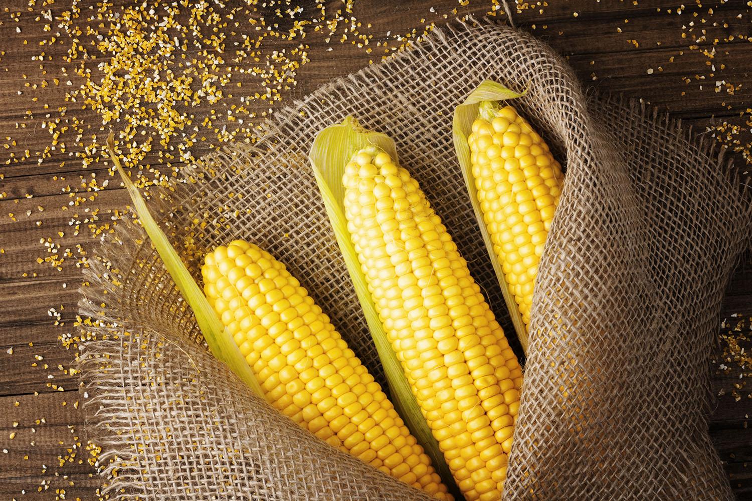 Yellow corn cobs and kernels