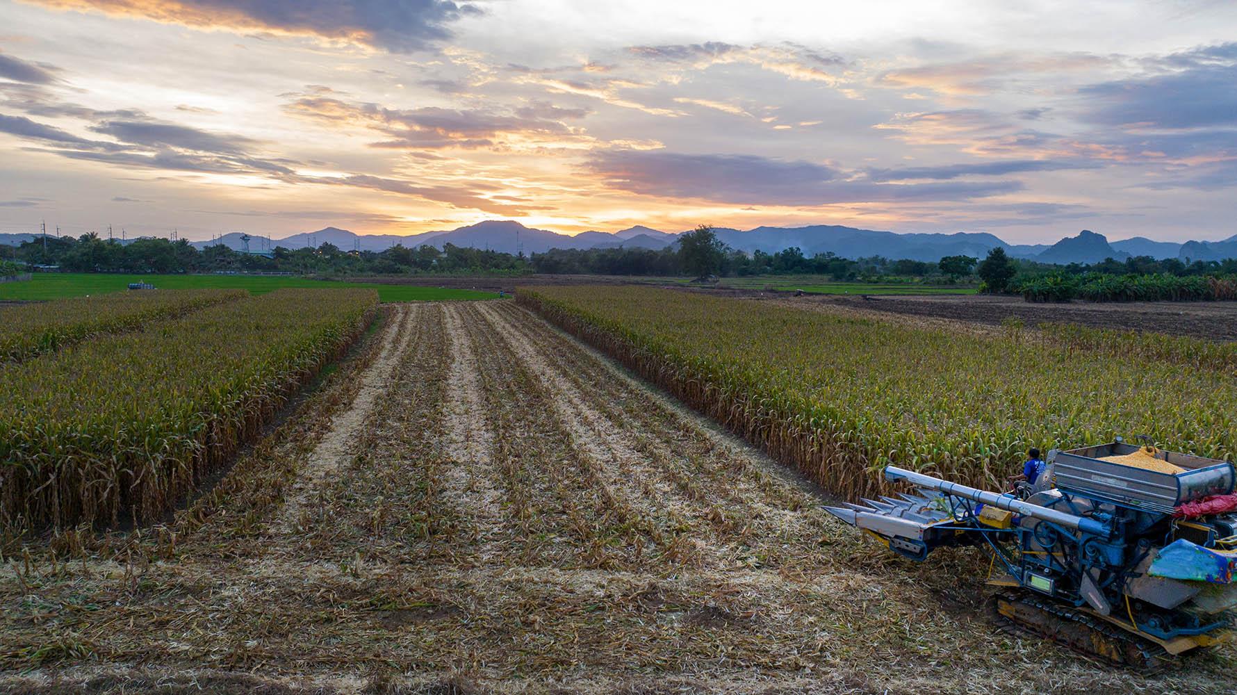 Sugar cane harvest at sunset