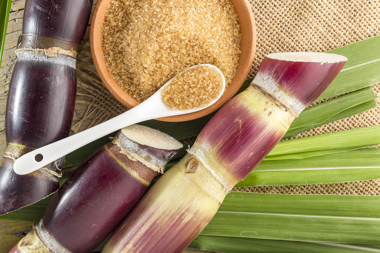 Golden brown cane sugar with cut sugar cane