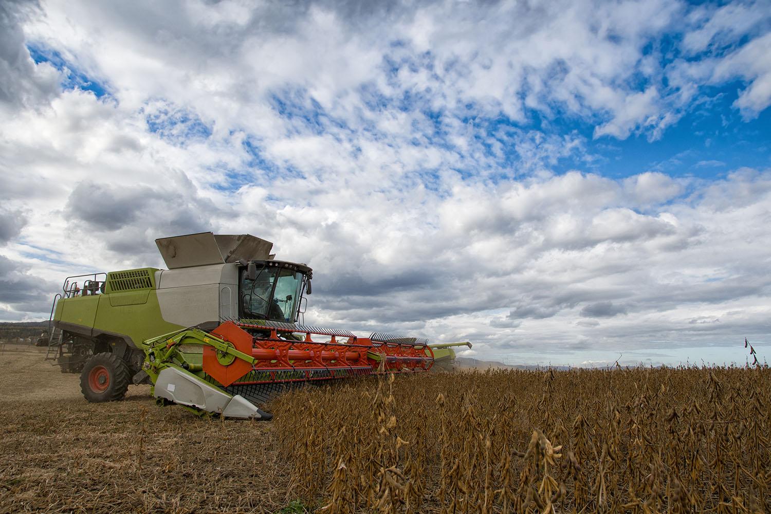 Soybean field before harvest