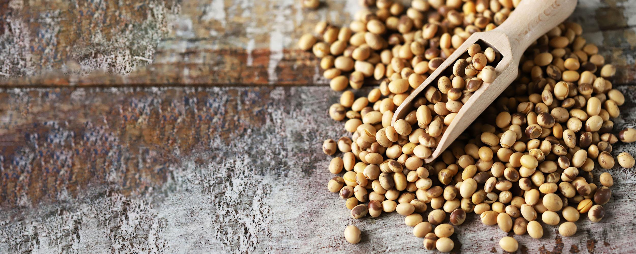 Soybeans arranged beside a wooden scoop