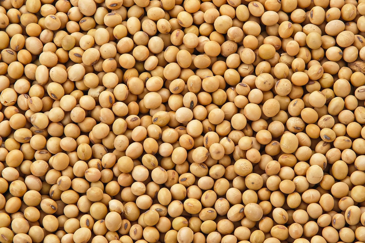 Soybeans prepared for product inspection