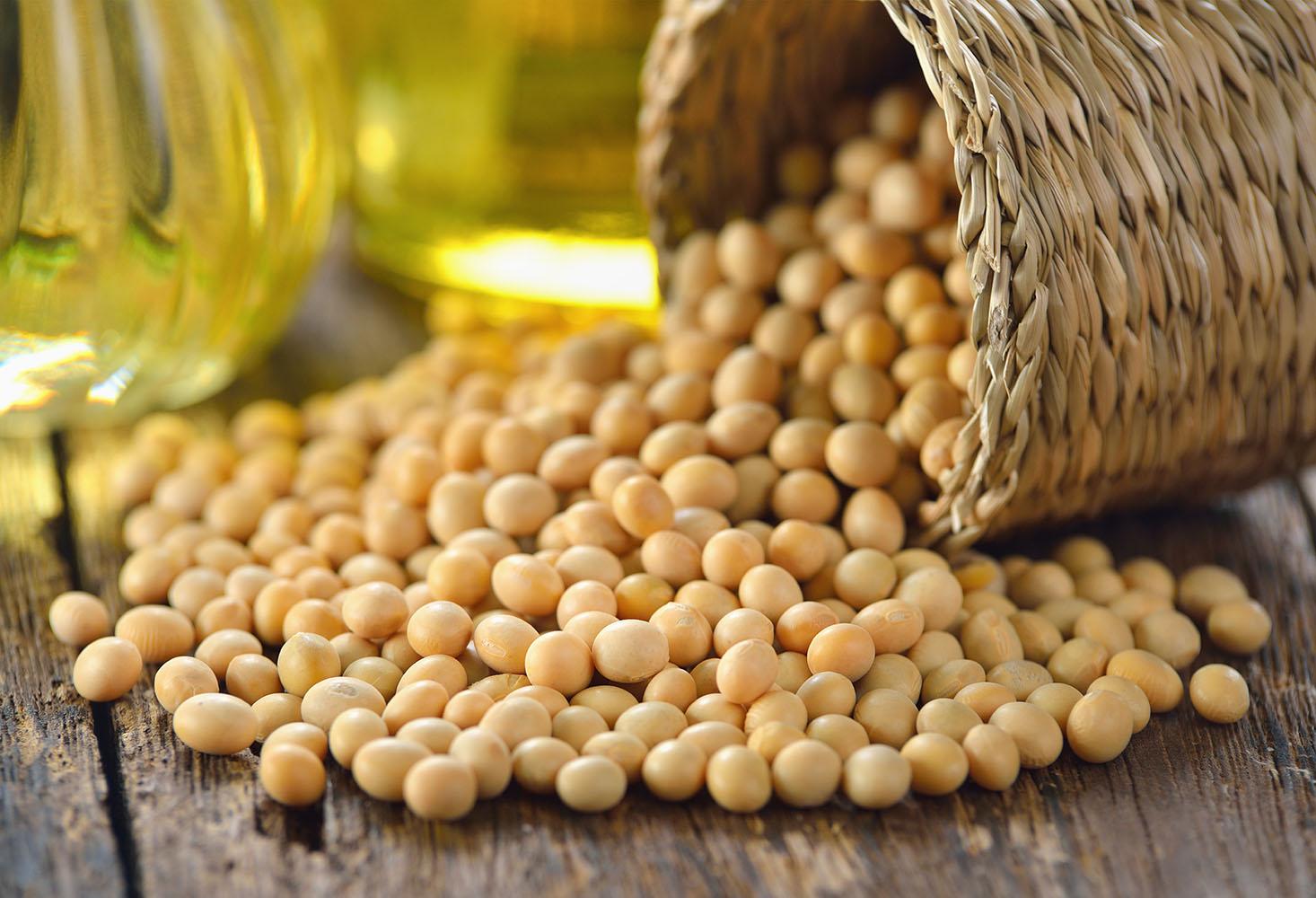 Soybeans shown in close detail