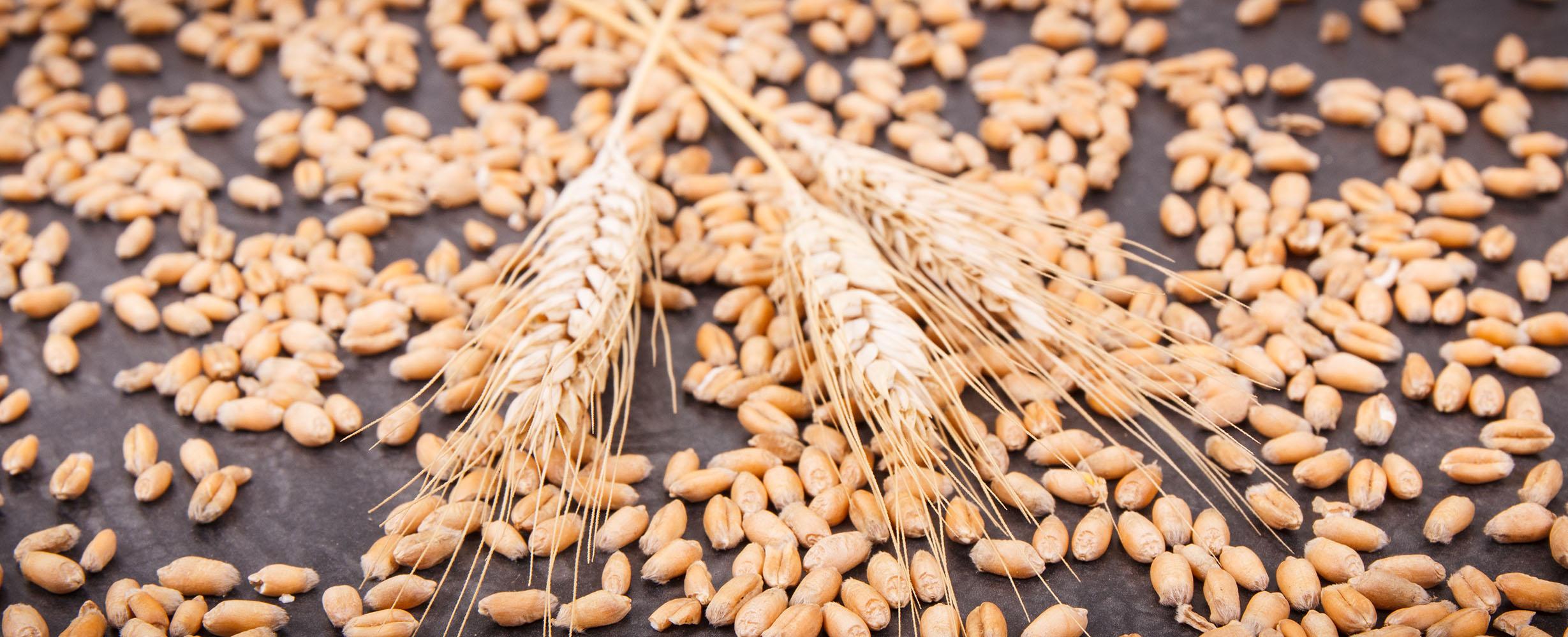 Golden durum wheat kernels and wheat heads