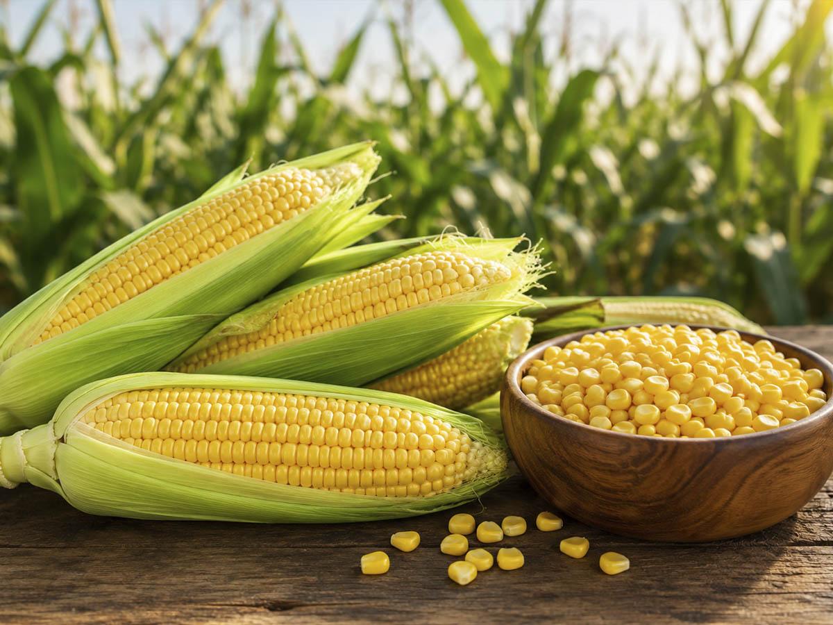 Close-up of fresh yellow corn kernels