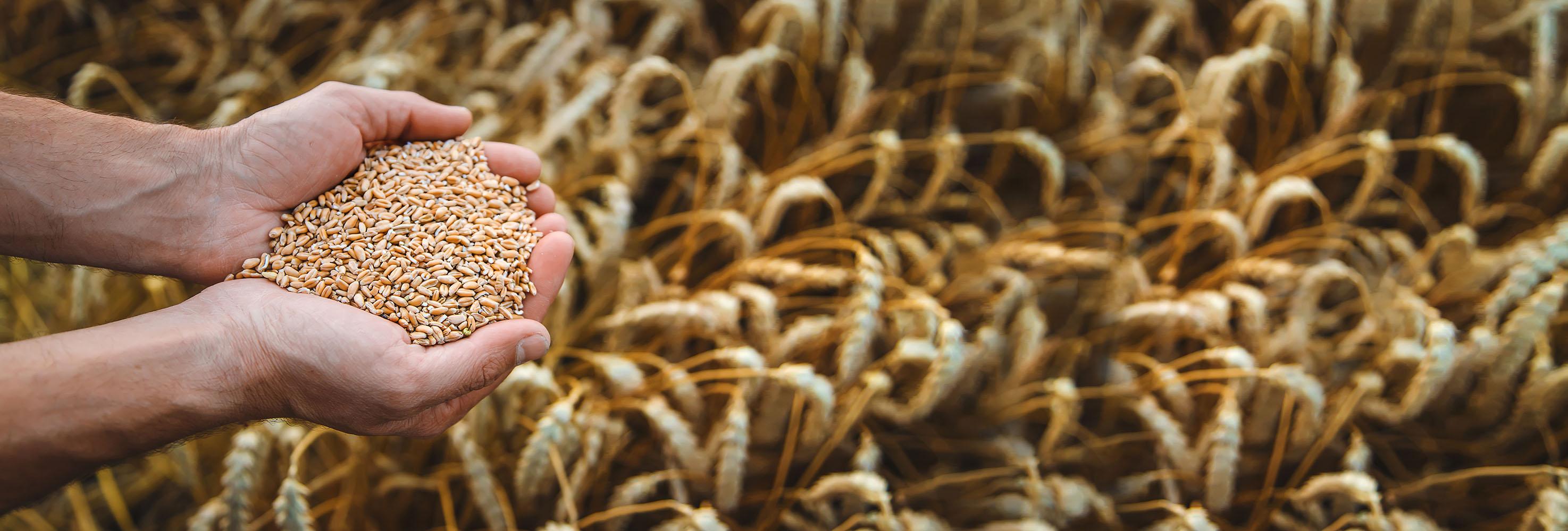 Grain held for visual inspection in the field
