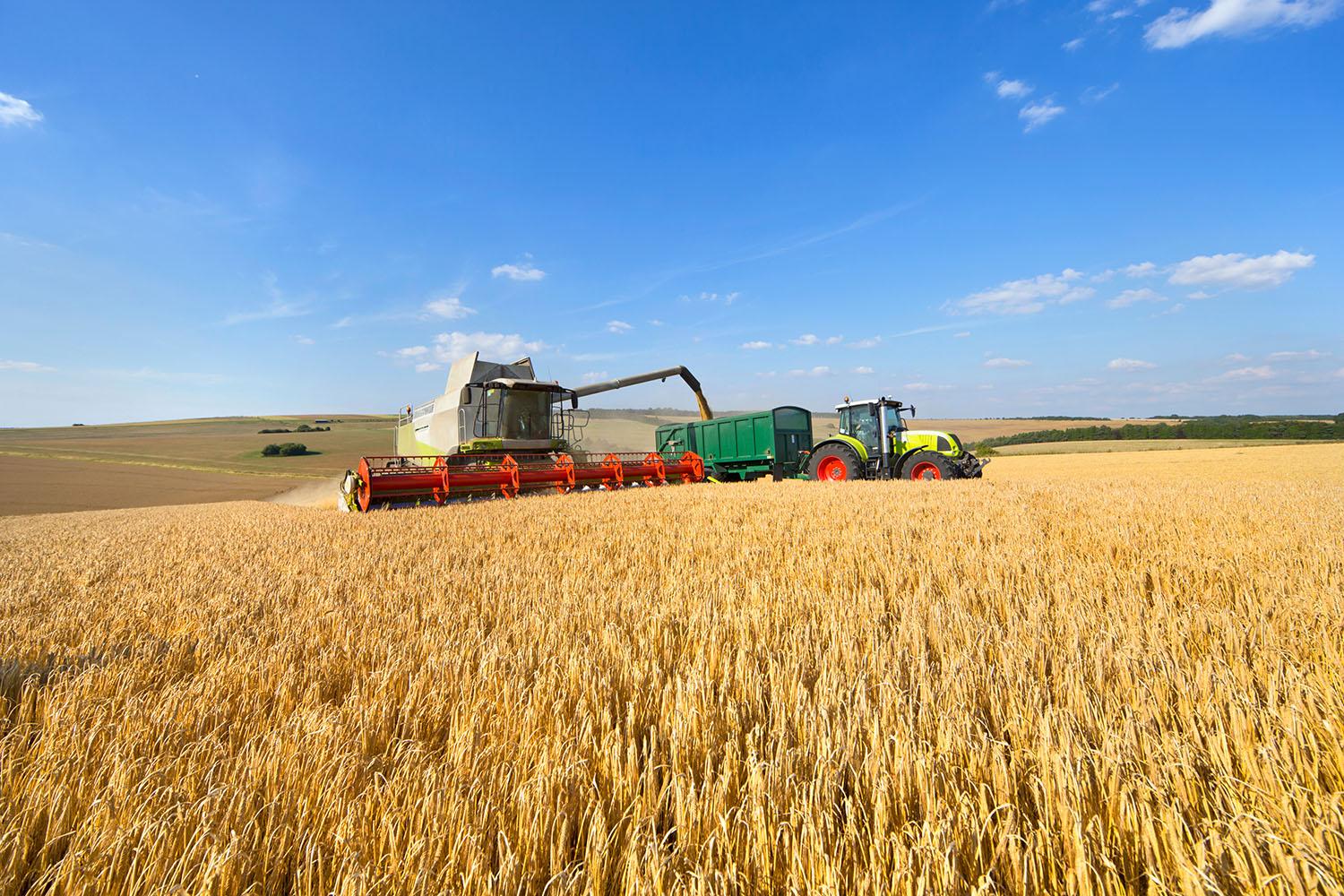 Barley harvest operation