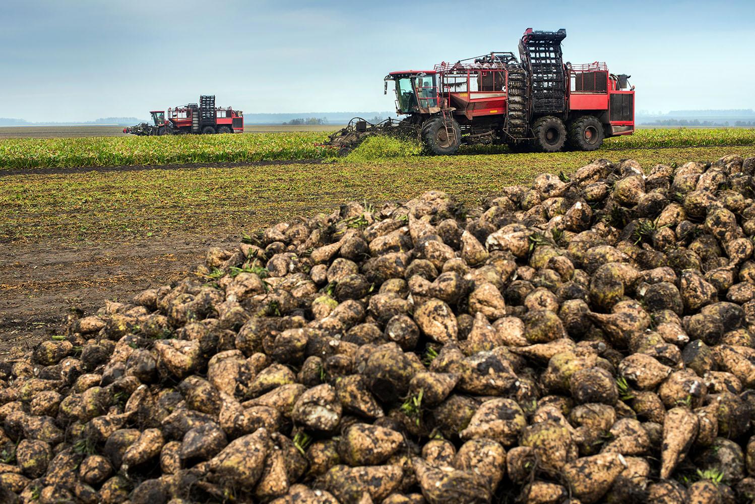 Harvested sugar beets in an agricultural field