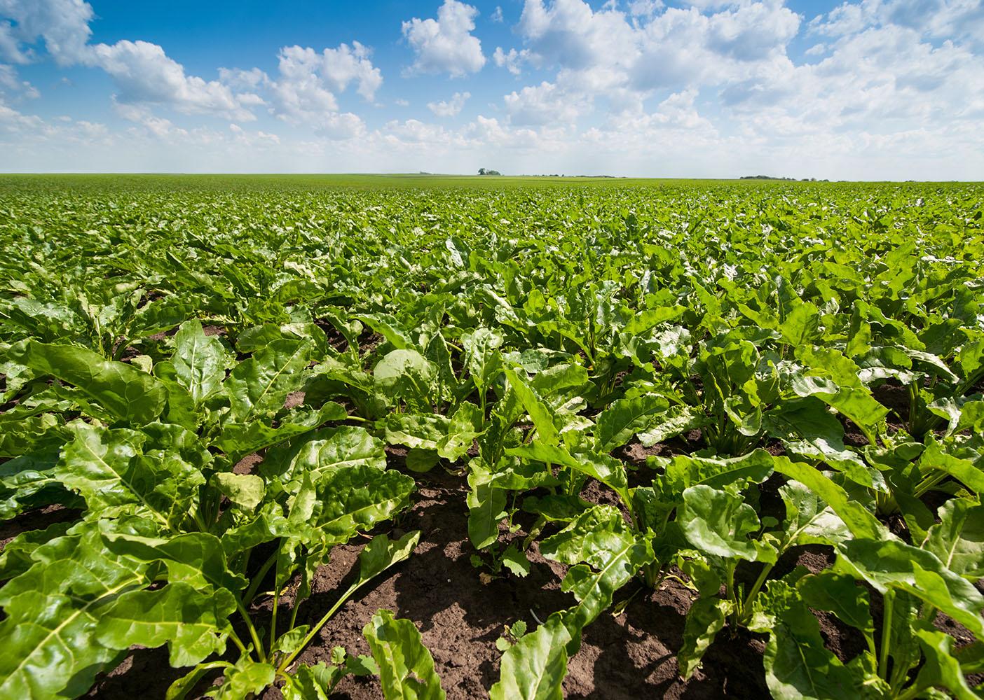 Sugar beet crop growing in an agricultural field