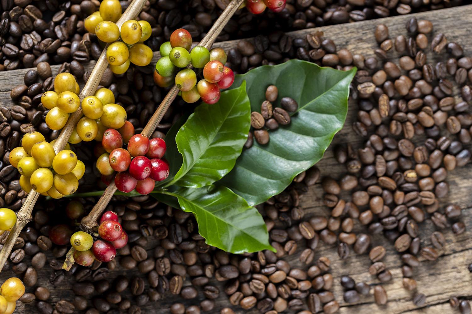 Coffee cherries, leaves and beans