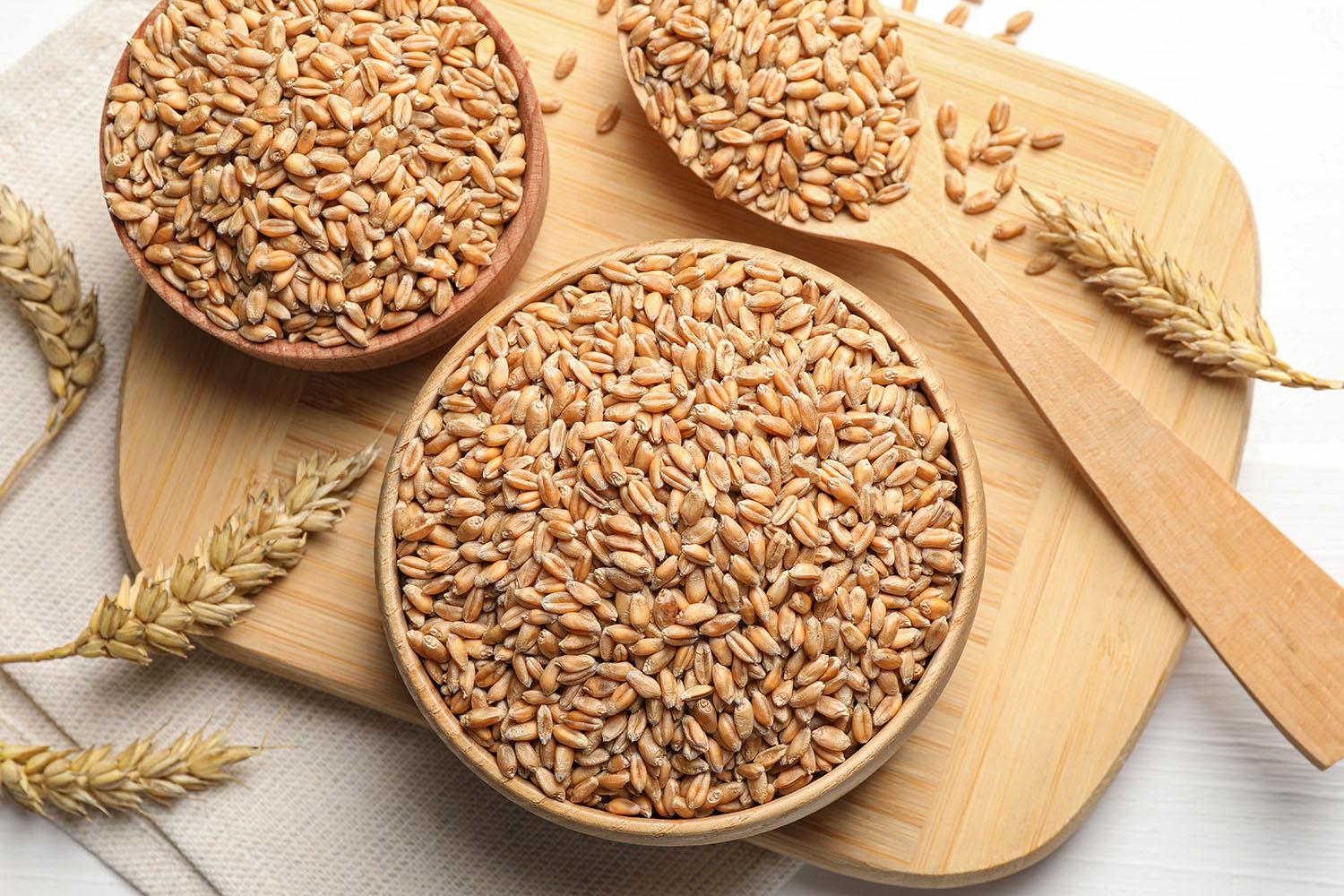 Durum wheat kernels and wheat heads