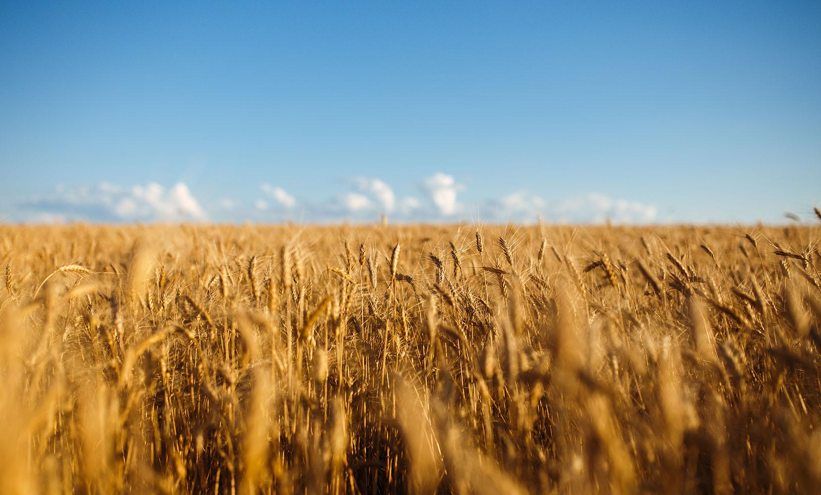 Mature wheat field