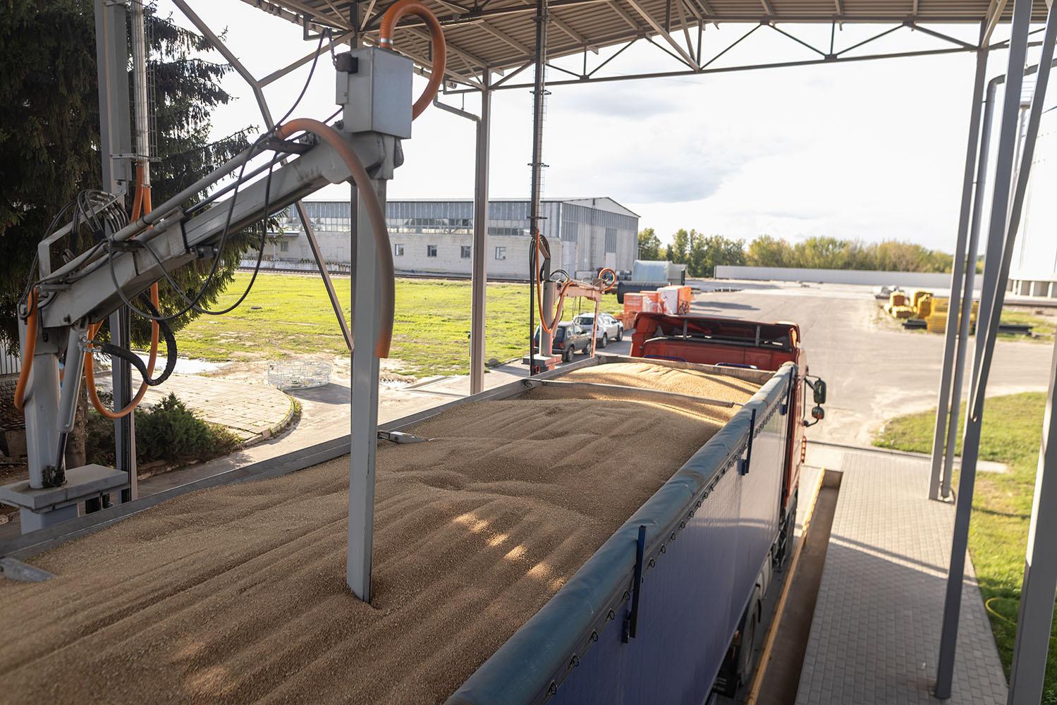 Bulk wheat loading operation